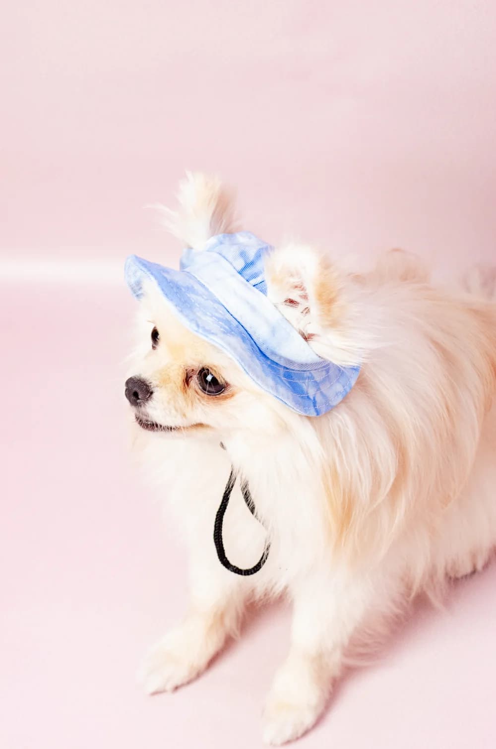 Блакитна панамка для собак S