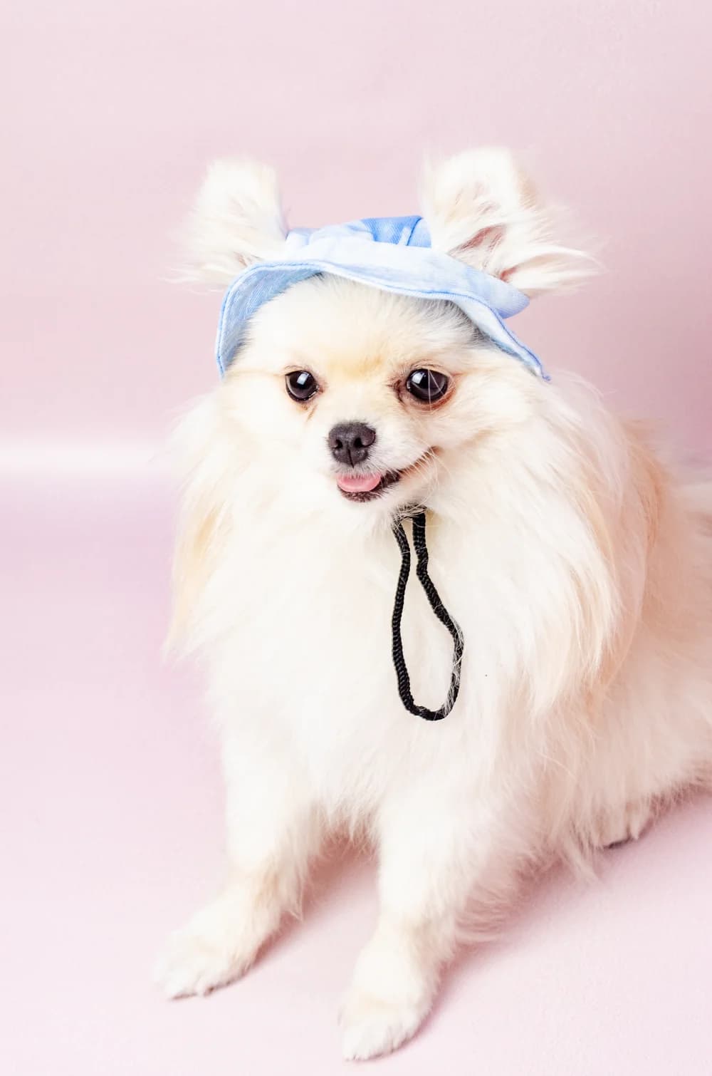 Блакитна панамка для собак S