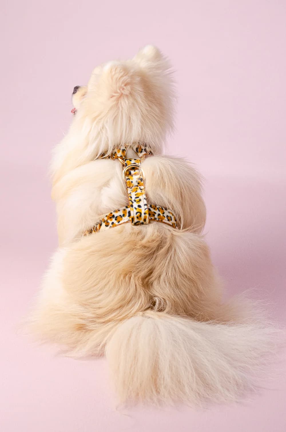 Комплект амуніції для собак шлейка + повідець 1.5м + нашийник + метелик XS (леопардовий принт, велюр)