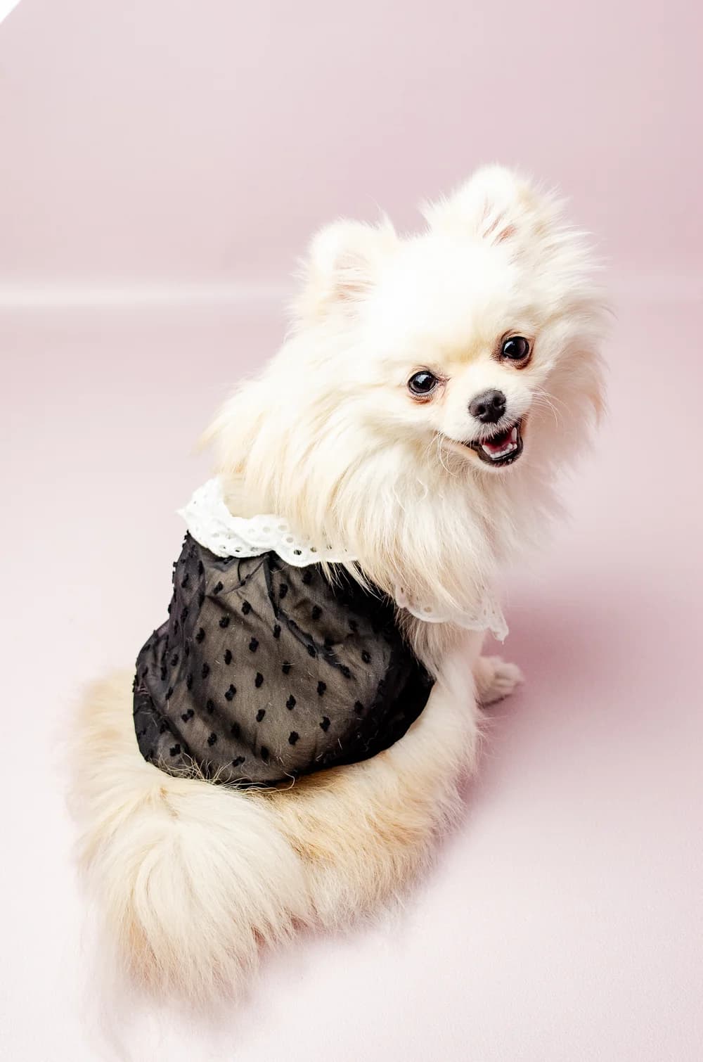 Літня прозора сукня для собак з рюшами на кнопках XS