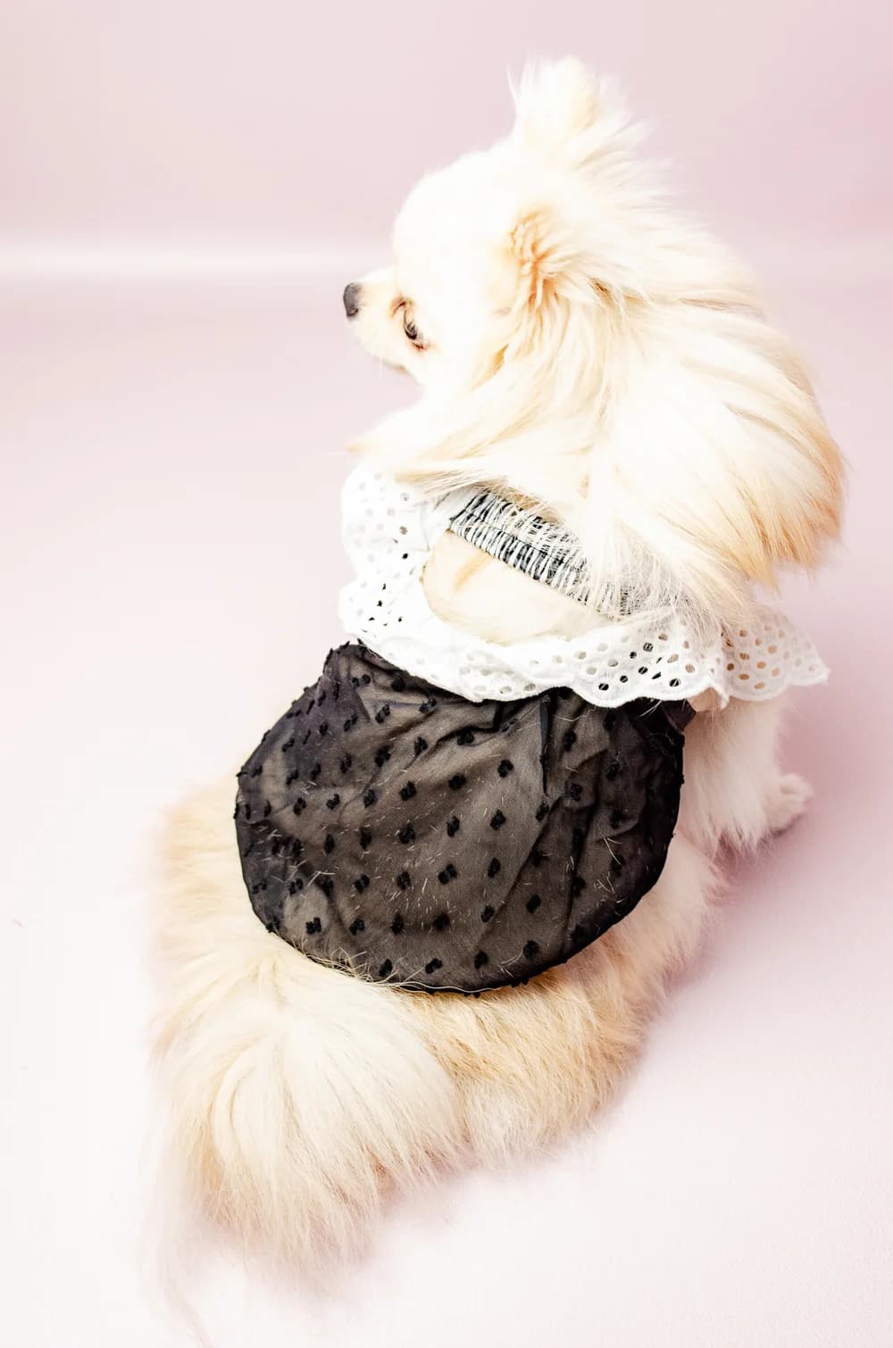 Літня прозора сукня для собак з рюшами на кнопках XS