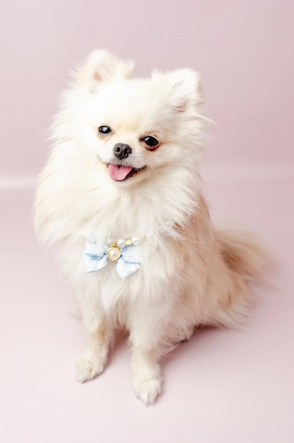 Намисто для собак з блакитним бантиком і сердечком (18см + подовжувальний ланцюг)