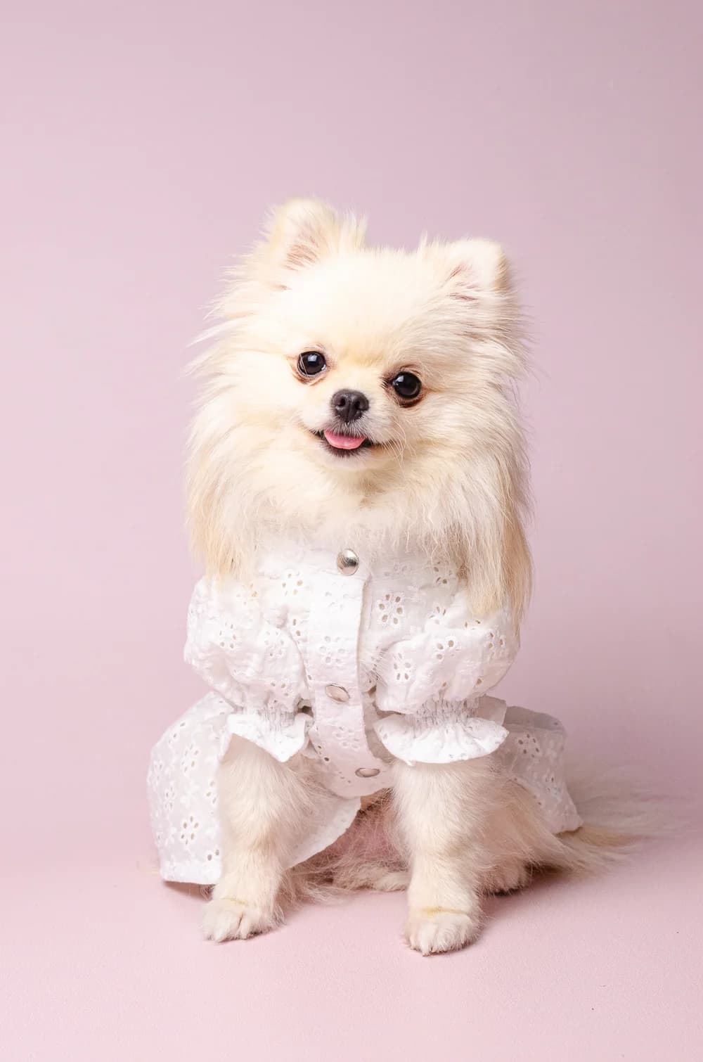 Платье для собак Елоиза XS