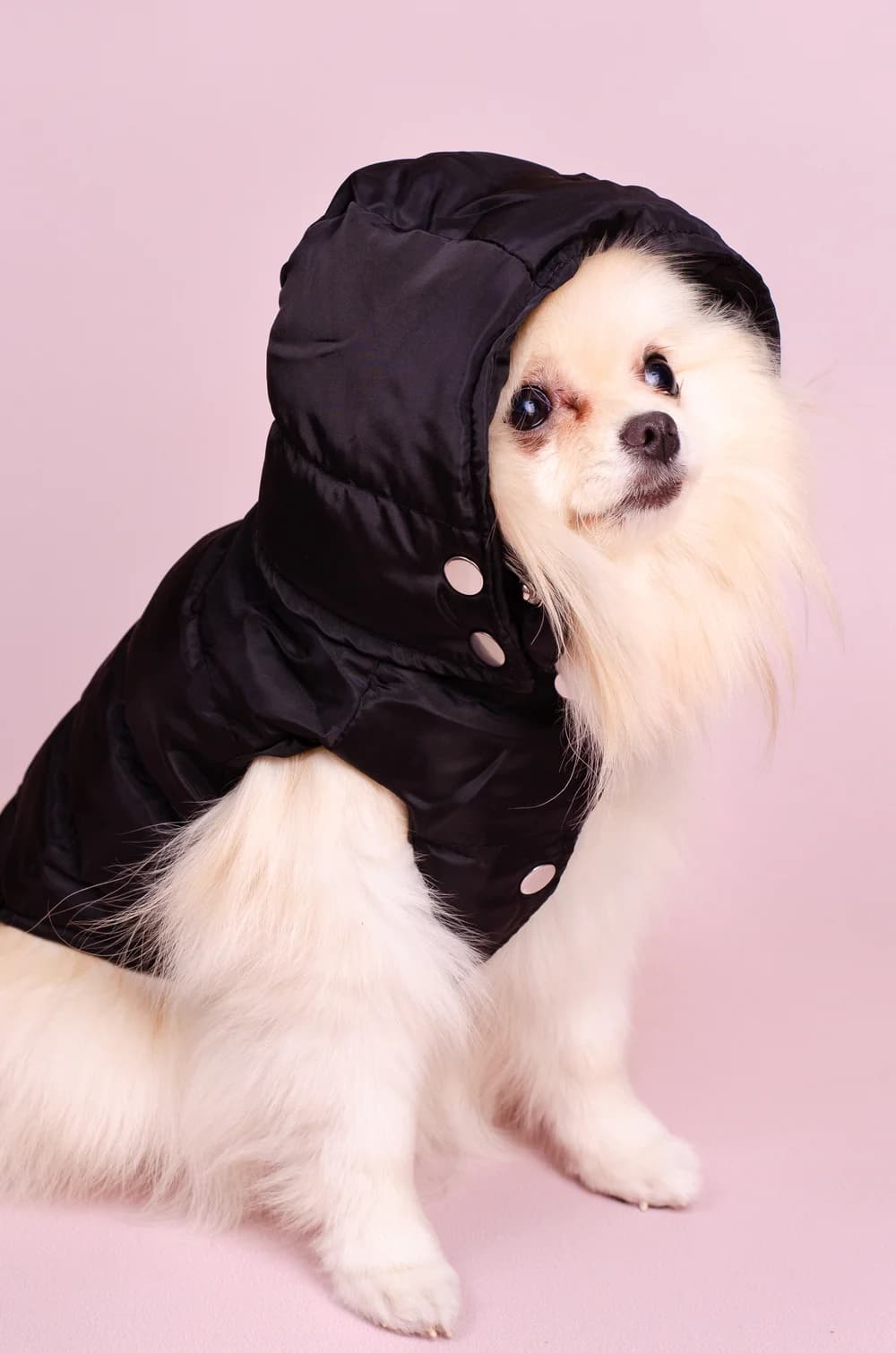 Жилетка Prada зі з'ємним капюшоном XS
