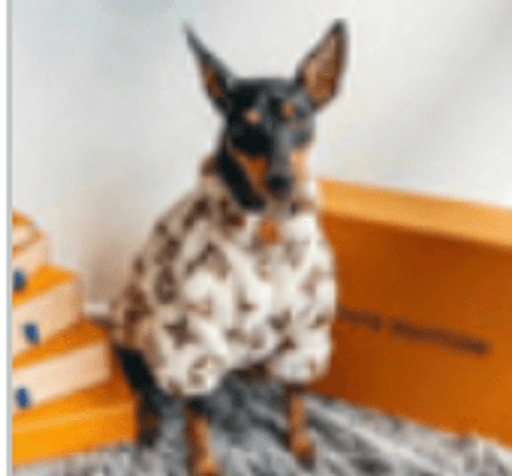 Куртка для собак Луи Витон S