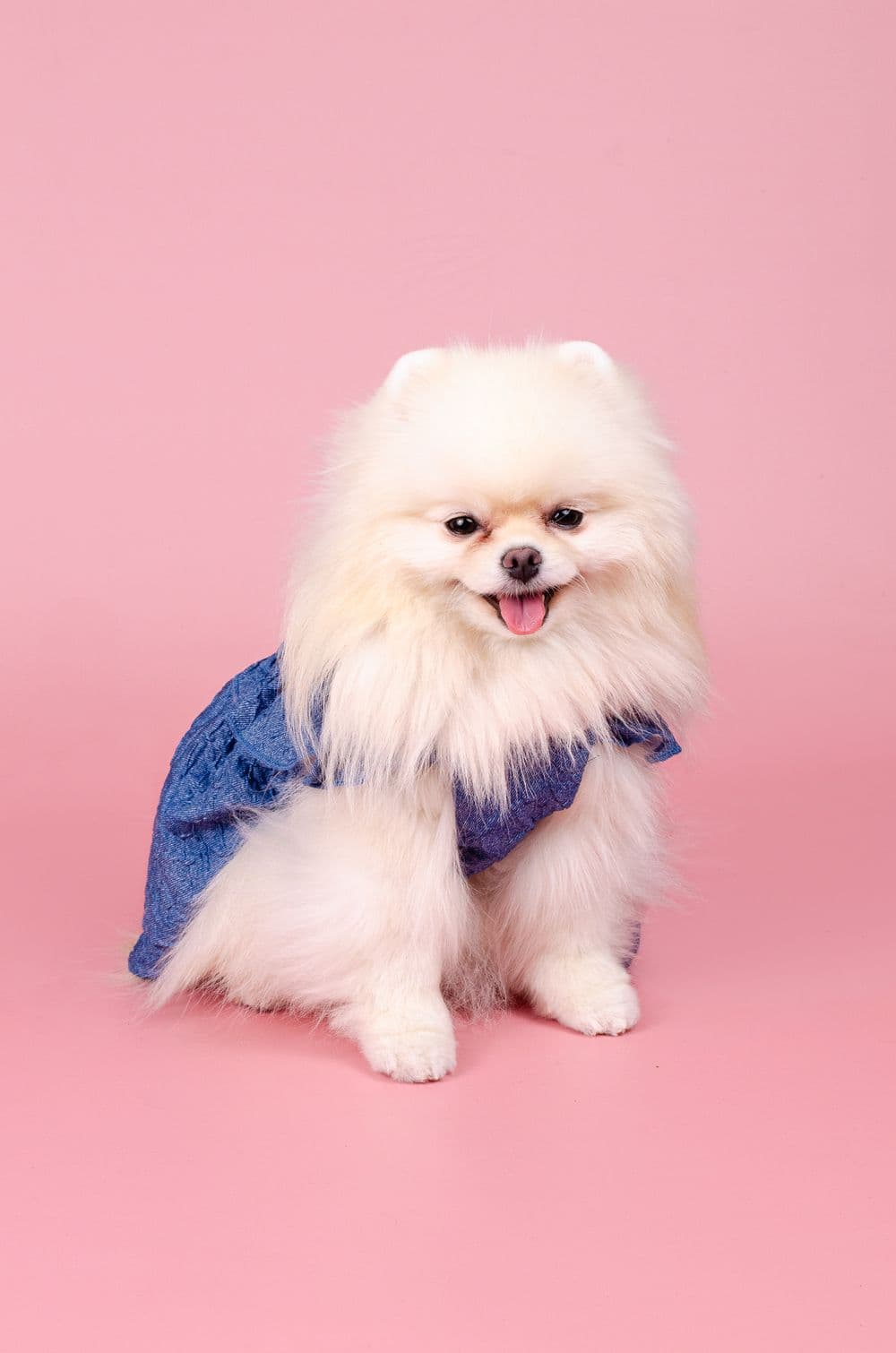 Джинсовое платье для собак XS