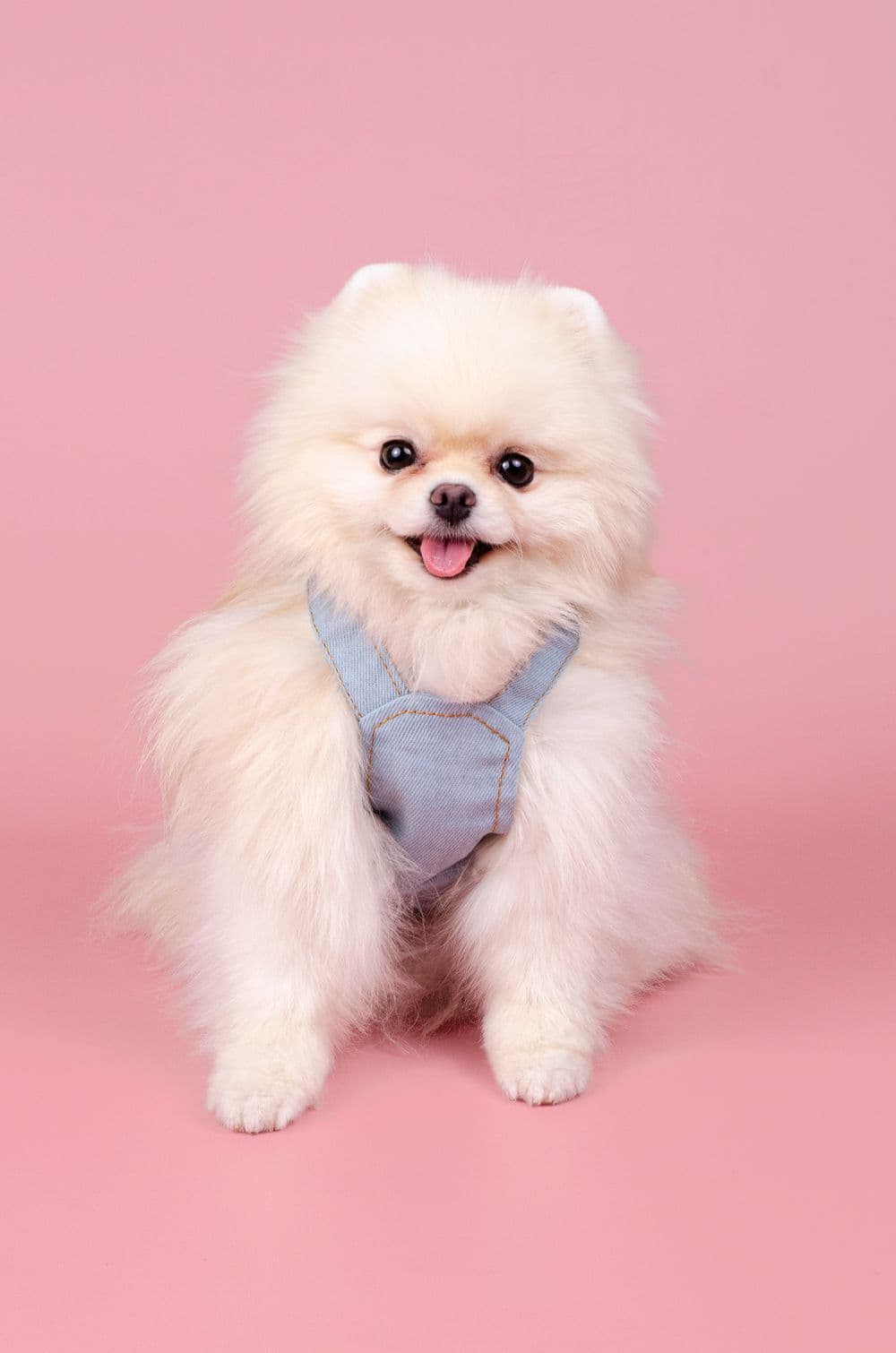 Джинсовый сарафан для собак XS