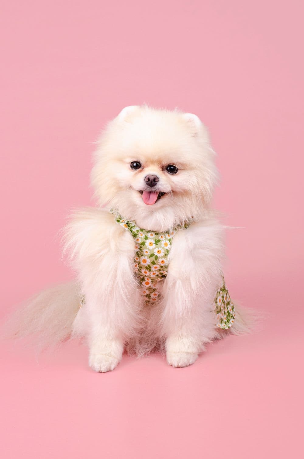 Сукня для собак з ромашками XS