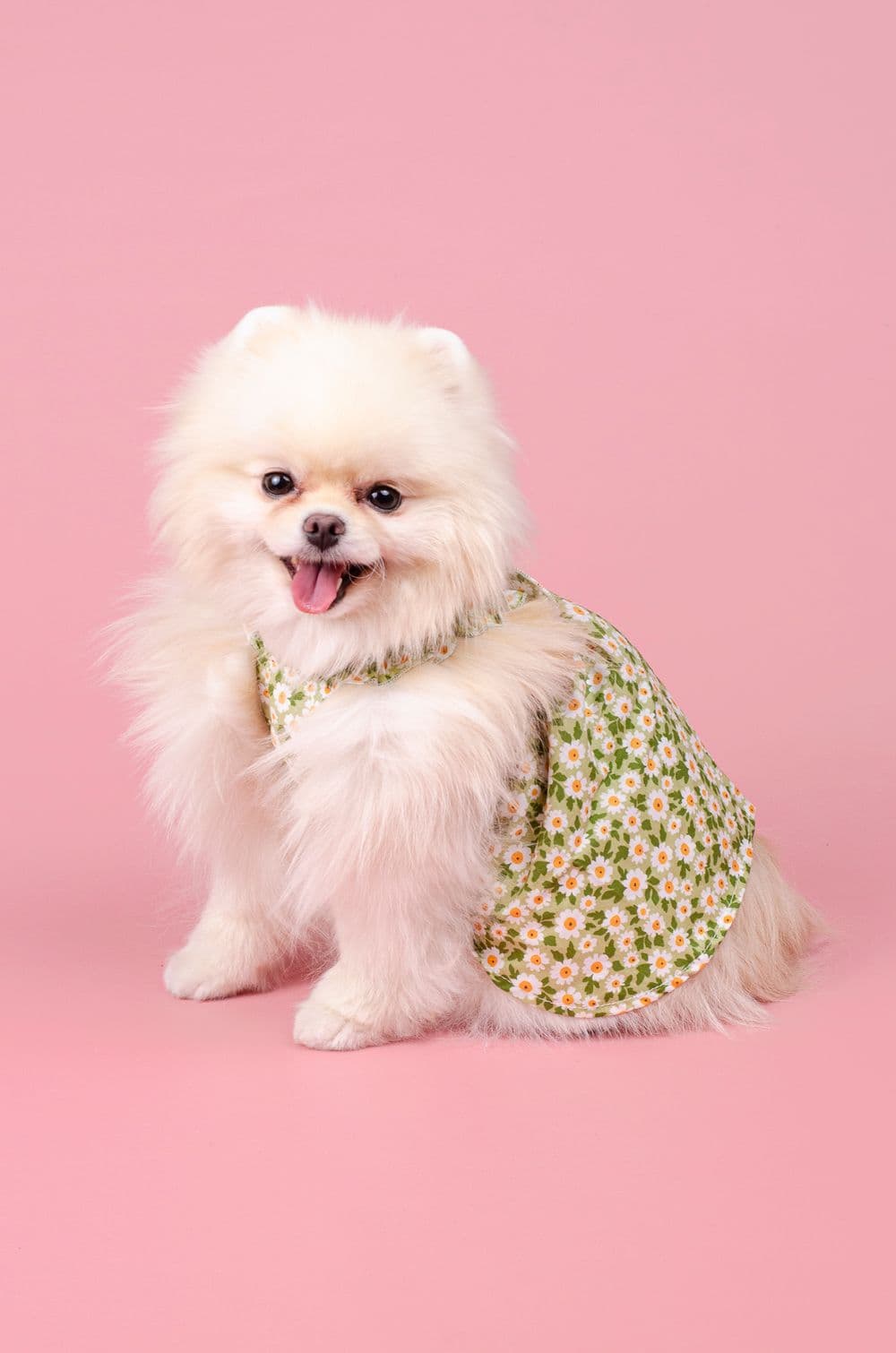 Сукня для собак з ромашками XS