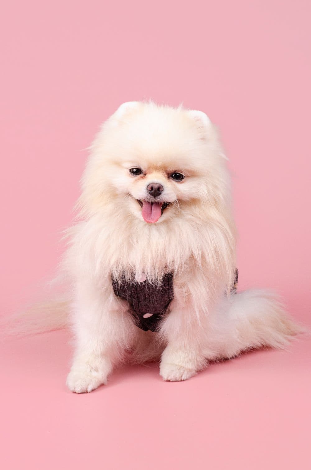 Сукня для собак з ведмедиком XS