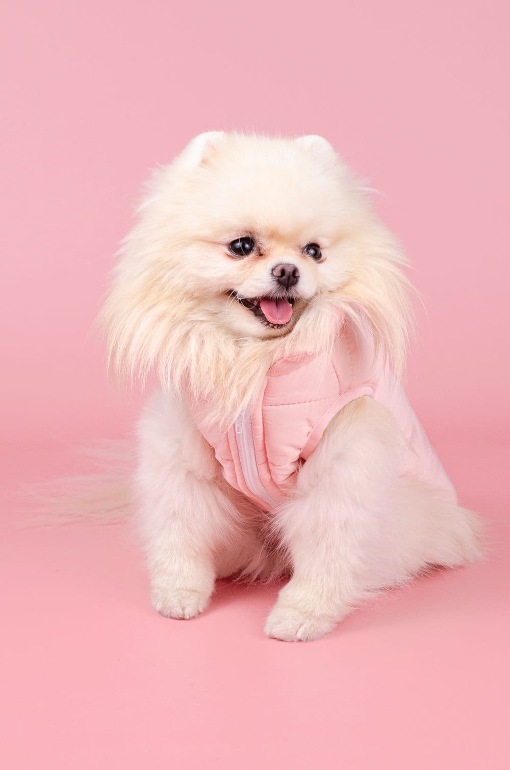 Жилетка для собак HipiDog S - голубой