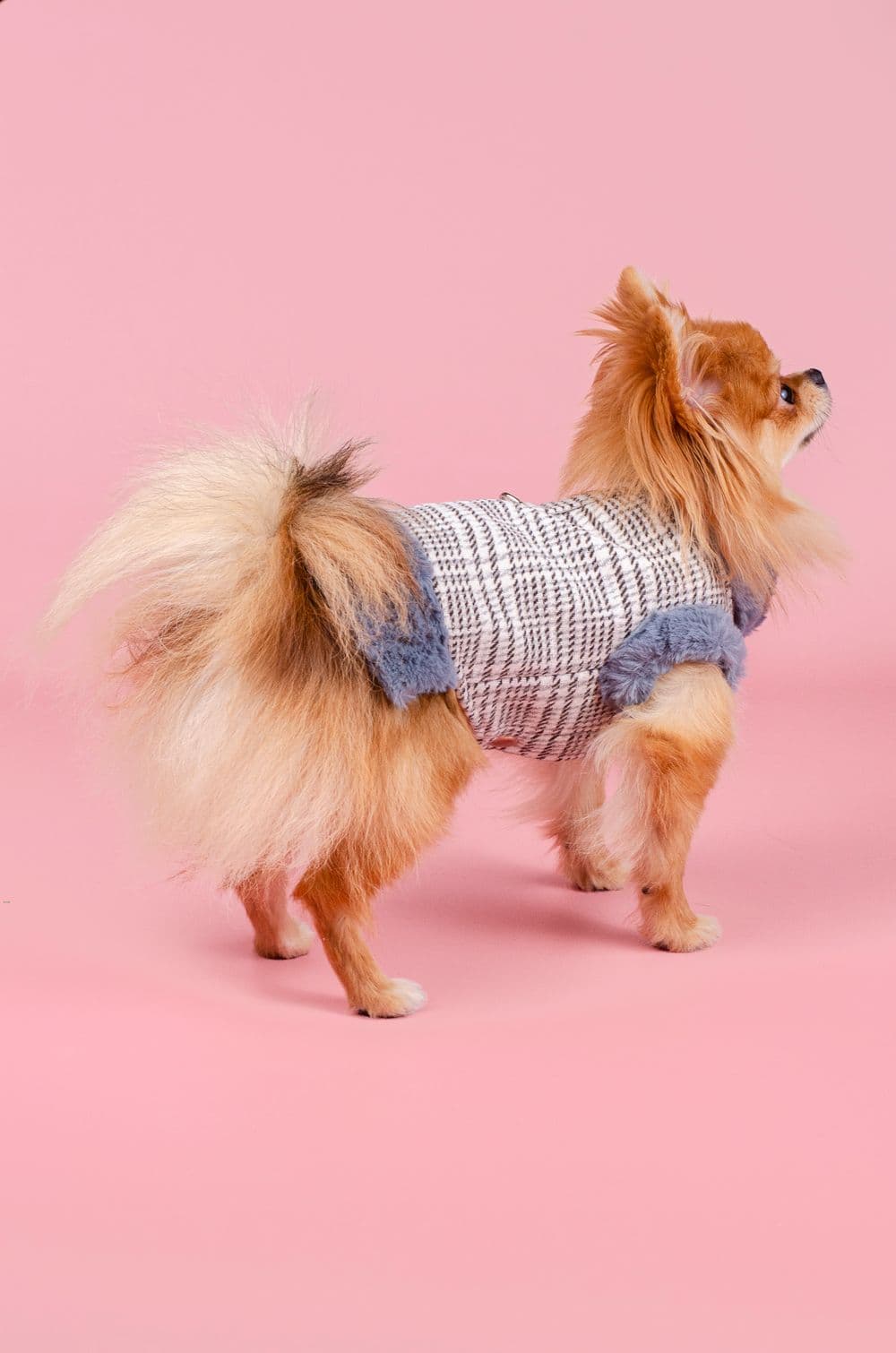 Жилетка для собак XS